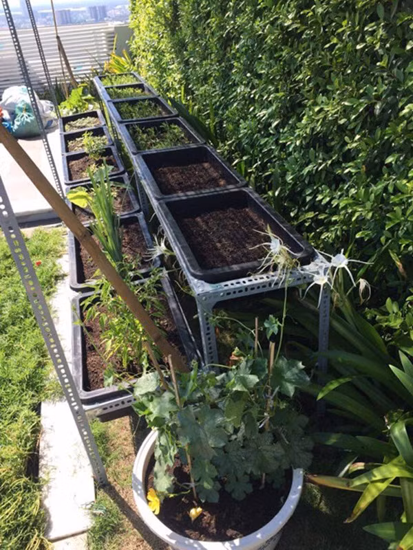 Khu vườn sân thượng của Ngọc Trinh có khoảng chục khay trồng rau. Cô trồng các loại rau như muống, dền và rau gia vị.