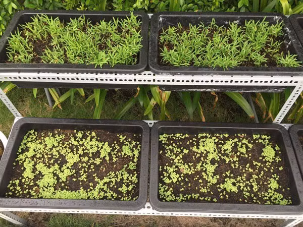 Những mầm rau xanh mới được gieo trồng.