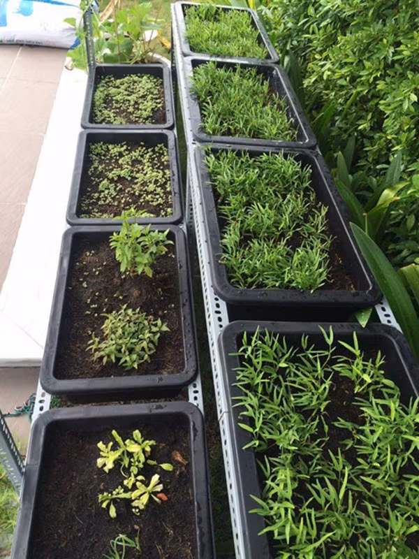 Mỗi buổi sáng, Ngọc Trinh thường dậy sớm để chạy lên ngó vườn rau trước khi đi làm.