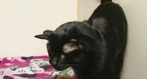 Meo bon tai cuc hiem-Hinh-5