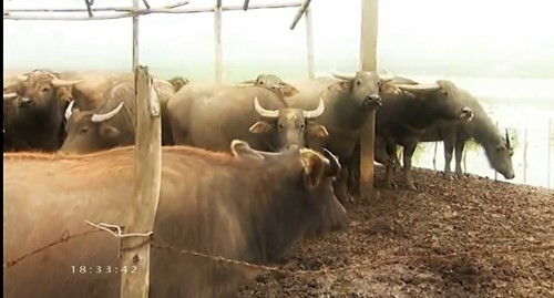 Tận dụng mảnh đất bỏ hoang sau khi nhà nước thu hồi, đền bù, anh Thiện mạnh dạn đầu tư, cai thầu với diện tích lên tới 200 ha để chăn nuôi trâu. Với 6 năm kinh nghiệm nuôi trâu kết hợp với những lời truyền dạy trong dân gian, giờ đây anh Thiện mạnh dạn mở rộng nuôi trâu lấy thịt, làm giống và nuôi cả trâu chọi.