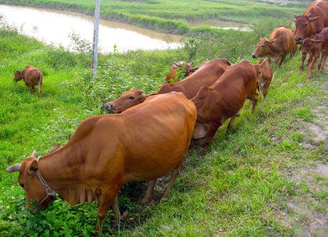 Anh Tăng cho hay, trang trại của anh đi cả ngày cũng không hết, nên để tiện cho việc chăn thả, anh đào hào, rào thép gai xung quanh. Anh đang thuê 4 công nhân chăn trâu, bò. Sáng thả, chiều tối lên núi đuổi trâu, bò về. Đồng cỏ bao la xanh mướt, nên con nào cũng béo tròn. Ảnh minh họa.
