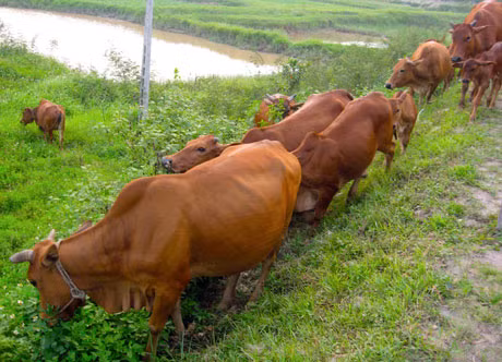 Anh Tăng cho hay, trang trại của anh đi cả ngày cũng không hết, nên để tiện cho việc chăn thả, anh đào hào, rào thép gai xung quanh. Anh đang thuê 4 công nhân chăn trâu, bò. Sáng thả, chiều tối lên núi đuổi trâu, bò về. Đồng cỏ bao la xanh mướt, nên con nào cũng béo tròn. Ảnh minh họa.