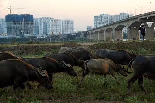 Nhìn đàn trâu thuộc loại "khủng" này ít ai ngờ, vào năm 1993 anh Tiến - chị Hải đã phải đi vay lãi 1,8 triệu đồng để mua 1 con trâu với mục đích chỉ để cày thuê kiếm sống qua ngày. Bằng đôi bàn tay tần tảo của chị Hải, được phụ giúp bởi tính cách mạnh mẽ từ anh Tiến, hai vợ chồng cố gắng chăn thả rồi tích cóp mua dần để gây dựng đàn trâu.