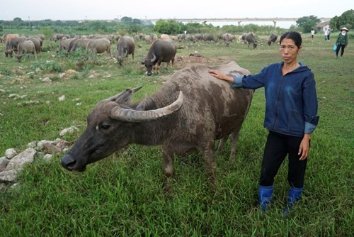 Vợ chồng anh Nguyễn Văn Tiến - chị Ngô Thị Hải là chủ nhân của đàn trâu gần 20 con, sống ở tổ 22 cụm Nha, phường Long Biên, quận Long Biên, Hà Nội. Trong đàn trâu, con to nhất cỡ 5 tạ, con lớn bù con nhỏ áng chừng giá trị đàn trâu khoảng hơn 4 tỉ đồng. Ảnh: Chị Ngô Thị Hải bên con trâu được nuôi từ năm 1993.