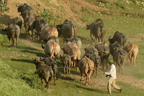 Đàn trâu của vợ chồng anh Tiến - chị Hải hiện có 189 con, hàng ngày được chăn thả bởi 4 người dọc bờ bãi sông Hồng, nơi có bãi cỏ xanh tốt là nguồn thức ăn tự nhiên dồi dào.