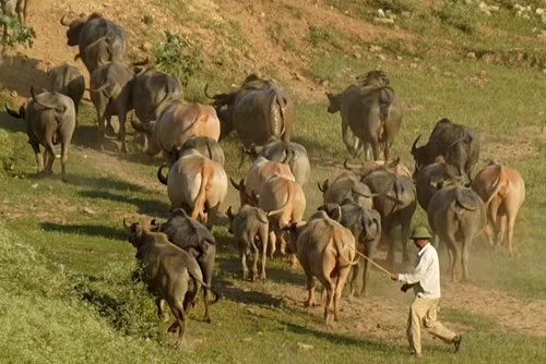 Đàn trâu của vợ chồng anh Tiến - chị Hải hiện có 189 con, hàng ngày được chăn thả bởi 4 người dọc bờ bãi sông Hồng, nơi có bãi cỏ xanh tốt là nguồn thức ăn tự nhiên dồi dào.