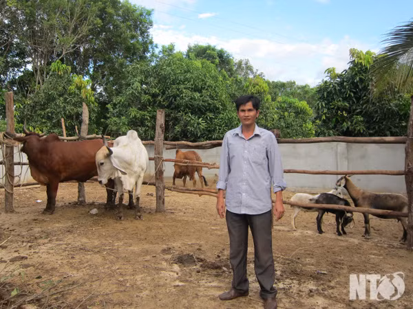 Tỷ phú nuôi bò Lê Thanh Tâm ở Phú Thuận (xã Mỹ Sơn, Ninh Sơn, Ninh Thuận): Nhờ có kinh nghiệm từ những ngày chăn bò thuê, anh Tâm đã phát triển đàn bò lên tới 130-170 con; đàn dê, cừu 300 con. Cùng với việc phát triển chăn nuôi, anh còn bán bò thịt, bò giống để vỗ béo và sinh sản. Từ việc chăn nuôi gia súc và kinh doanh giết mổ, anh đã tạo công ăn việc làm ổn định cho 20 lao động trong vùng với mức lương từ 3,5-4 triệu đồng/người/tháng.