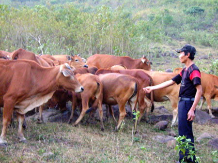 Từ việc dắt trâu, bò thuê, nay anh Đỗ Xuân Tăng, ở thôn Đầm, xã Cẩm Quý, Cẩm Thủy, Thanh Hóa đã trở thành tỷ phú chăn nuôi với trang trại gần 200 con trâu bò.