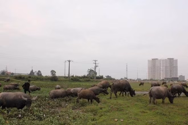 Mỗi năm anh xuất chuồng từ 20 đến 30 con trâu, cung cấp thực phẩm và làm giống nuôi cho bà con các tỉnh Hòa Bình và Cao Bằng. Việc nuôi trâu cho anh thu nhập tới 800 triệu/năm và tổng giá trị đàn trâu anh Thiện hiện có lên tới 1,5 tỷ đồng.