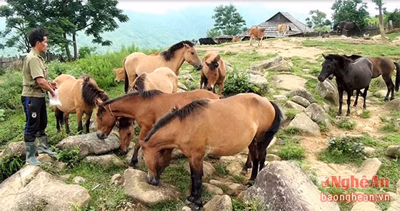 Anh Thò Bá Vừ, chàng trai dân tộc Mông mới 30 tuổi đã trở thành tỷ phú trẻ ở Quế Phong, Nghệ An nhờ việc chăn nuôi gia súc. Hiện, anh Vừ có tổng đàn gia súc hơn 200 con, trong đó trâu bò 100 con, dê, ngựa 100 con. Nhờ chăn nuôi giỏi, gia đình Vừ có nguồn thu nhập từ 450-500 triệu đồng/năm.