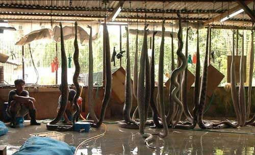 Đây là hình ảnh gây sốc trong một xưởng lột da trăn để làm đồ hàng hiệu.