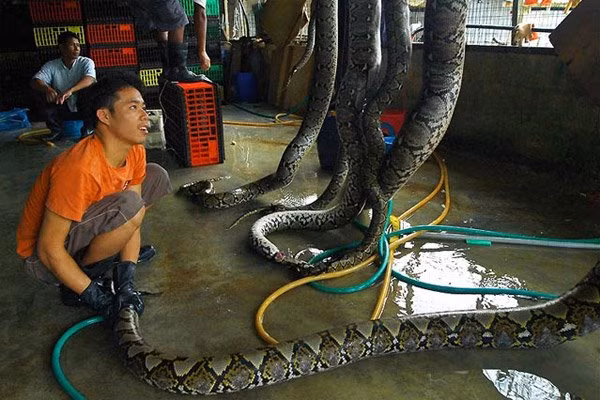 Hình ảnh những con trăn bị giết và treo lên cao chờ bị lột lấy da.