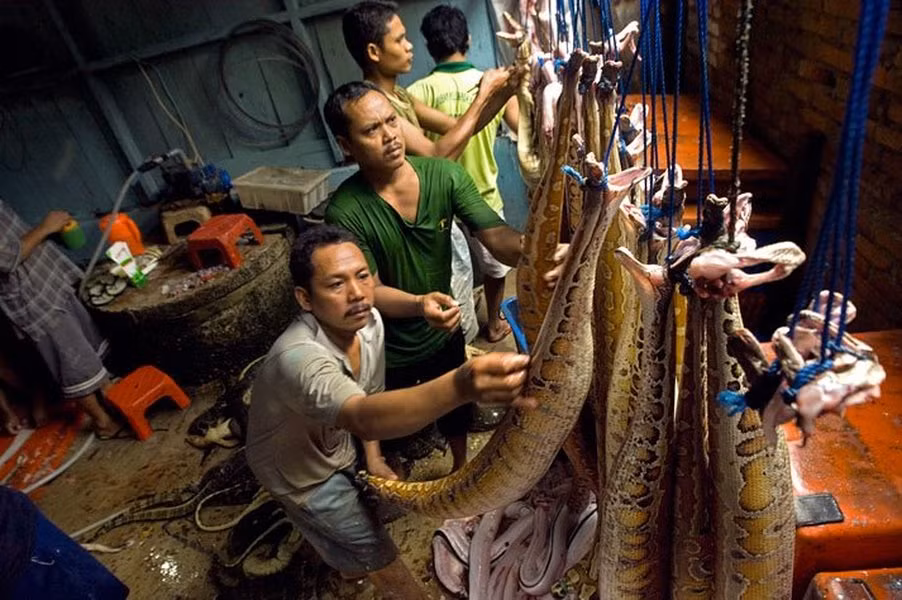 Những người công nhân dùng dao xẻ da trăn.