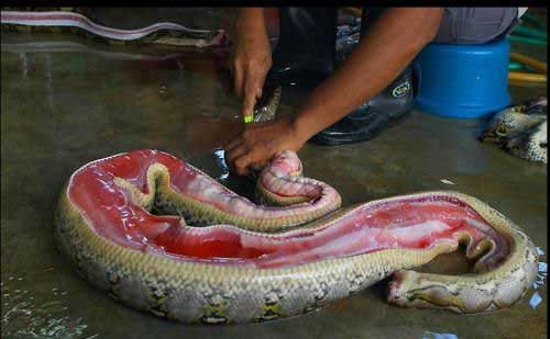 Một con trăn bị phanh bụng để lột da.