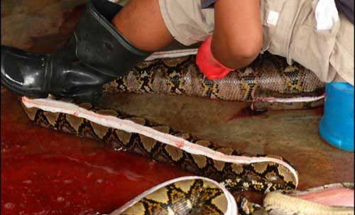 Sau đó, họ dùng tay để lột da trăn.