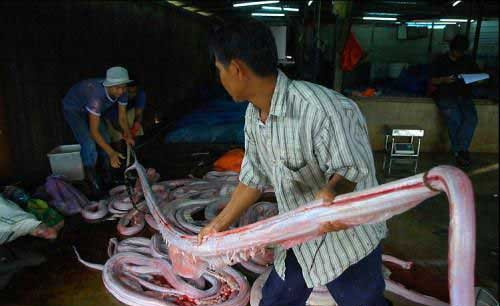 Xác những con trăn sau khi bị lột da được chất đống trên nền nhà.