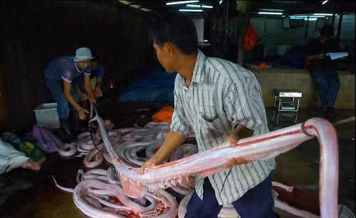 Xác những con trăn sau khi bị lột da được chất đống trên nền nhà.