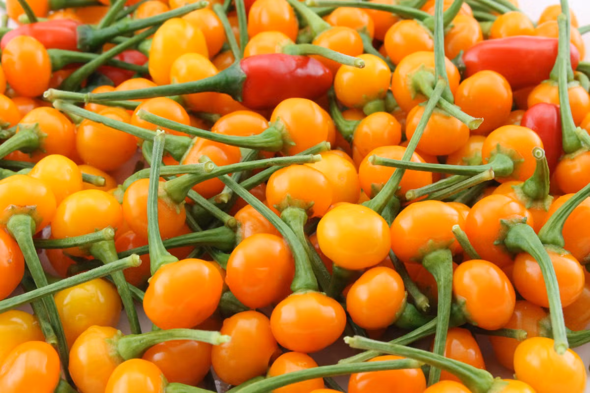 So sánh với các gia vị cay khác, ớt charapita cực kì cay. Nó được khuyên không nên ăn tươi.