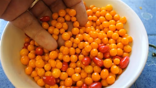 Charapita là loại ớt nhỏ có nguồn gốc ở miền bắc Peru. Giá của loại ớt đắt nhất thế giới này thấp nhất là 25.800 USD/kg (tương đương với khoảng 570 triệu đồng).