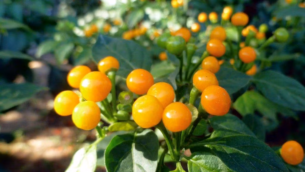 Loại ớt này được các đầu bếp của các nhà hàng cao cấp ưa thích nhờ hương vị tuyệt vời.