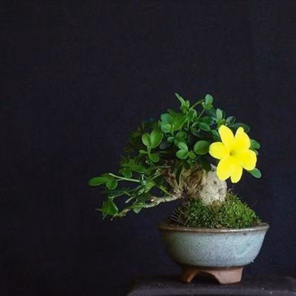 Với những không gian chật chội thì việc trồng những cây cảnh mini cực kỳ hữu ích với những ai muốn có thêm không gian xanh cho căn nhà của mình.