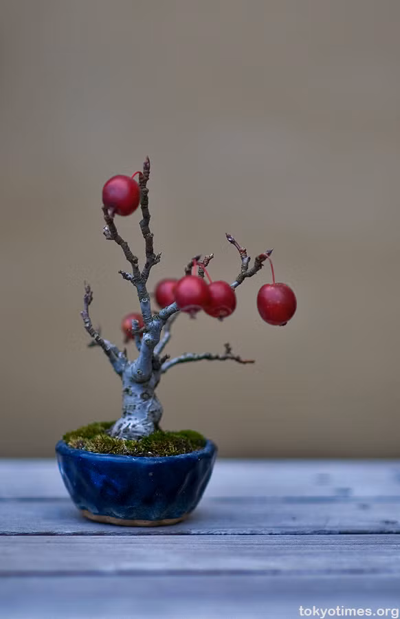 Cây quả bonsai mini ấn tượng.
