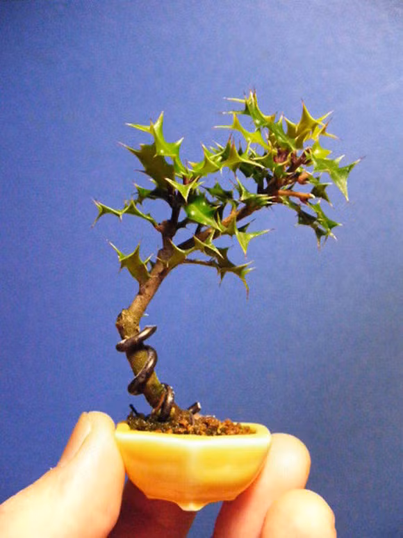 Chậu bonsai mini chỉ nhỏ bằng ngón tay.
