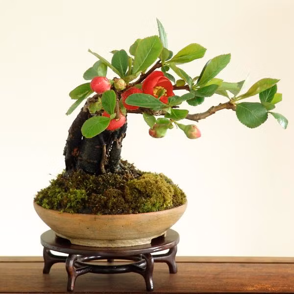 Với những người yêu thích cây cảnh thì việc chăm sóc các chậu bonsai để bàn nhỏ nhắn là một thú vui mới lạ và hấp dẫn.