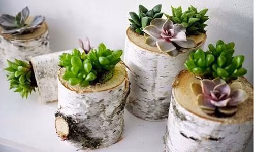 Những thân cây cũng có thể được khoét thành chậu trồng hoa đá.