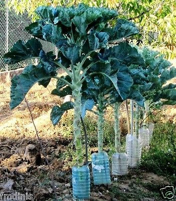 Loại cải “khủng” này có thân cao đến 1,5m hoặc trên 1,5m, được gọi là cải xoăn Kale.