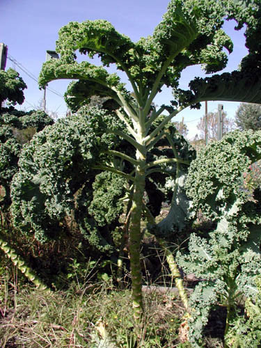 Cải Kale được nhập từ Mỹ về Việt Nam từ năm 2015, được trồng thử nghiệm trên vùng Đà Lạt.