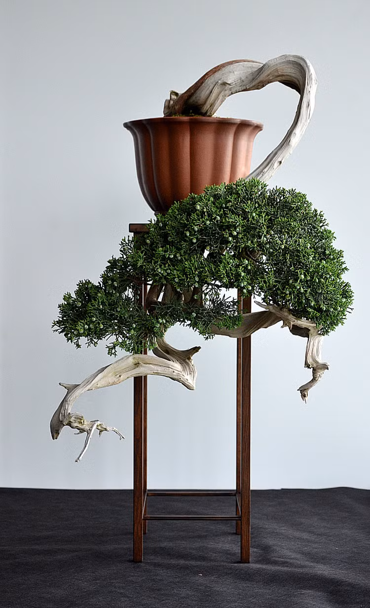 Dáng cây nghiêng ngả uốn lượn khá ấn tượng.