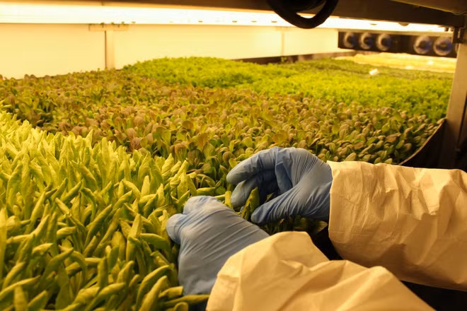 Sản lượng của trang trại này cao gấp 75 lần trang trại cùng diện tích trồng cây trên mặt đất và cũng cần ít công chăm sóc hơn.