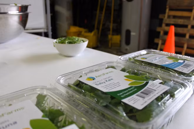 Hiện, AeroFarms cung cấp rau sạch quanh năm cho thành phố New York và New Jersey với mức giá rẻ ngang rau diếp hữu cơ.