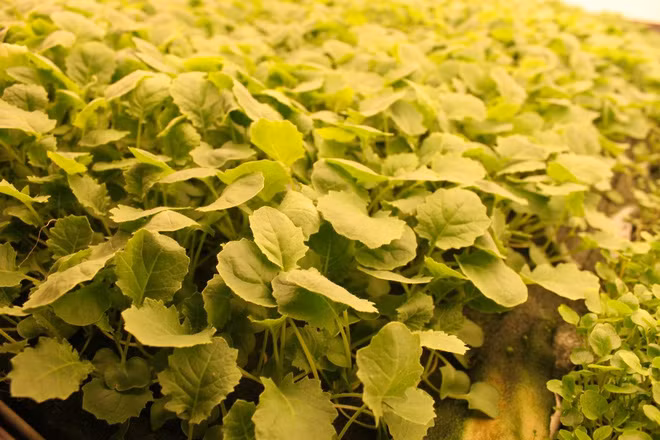 Mỗi năm, AeroFarms thu hoạch 30 vụ và sản xuất 900 tấn rau xanh. Trong khi đó, một trang trại ngoài trời thông thường ở New York chỉ có thể sản xuất tối đa ba vụ mùa rau diếp nếu thời tiết tốt.