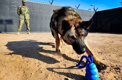 Yêu cầu đặt ra là các chú chó nghiệp vụ phải vượt qua bản năng hoang dã và trung thành tuyệt đối với người điều khiển.