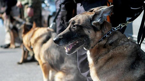 Chó Malinois là dòng chó cỡ trung trở lên, thường được gộp chung vào chó chăn cừu Bỉ. Mật vụ Mỹ sử dụng dòng chó Malinois để canh gác ở Nhà Trắng và bảo vệ Tổng thống.