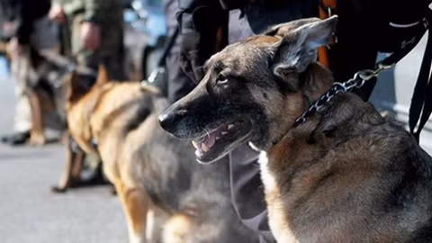 Chó Malinois là dòng chó cỡ trung trở lên, thường được gộp chung vào chó chăn cừu Bỉ. Mật vụ Mỹ sử dụng dòng chó Malinois để canh gác ở Nhà Trắng và bảo vệ Tổng thống.