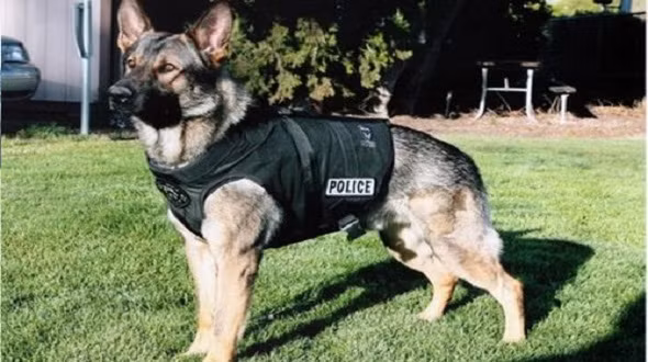 Những chú chó phải trải qua các bài tập luyện ít nhất 15 tiếng mỗi tuần, từ bơi lội, vượt rào cản âm thanh, không sợ bom đạn, vượt chướng ngại vật, thậm chí là kỹ năng nhảy dù cùng con người.