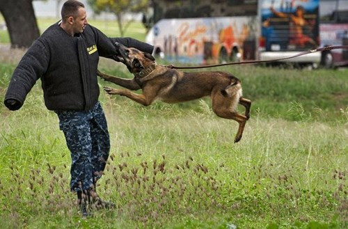 Giống như một người lính thực sự, mỗi chú chó sau khi hoàn thành xuất sắc nhiệm vụ của mình đều được chính phủ Mỹ khen tặng huân chương PDSA Dickin, phần thưởng vinh dự nhất dành cho động vật.