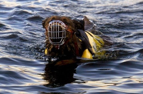 Chi phí nuôi dưỡng và huấn luyện một chú chó nghiệp vụ bảo vệ Tổng thống Obama có thể lên đến 20.000 USD (khoảng hơn 440 triệu đồng).
