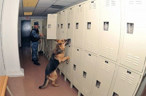 Trong chuyến công du của Tổng thống Mỹ, những chú chó nghiệp vụ tinh nhanh nhất đã được theo hộ tống. Chúng được ở khách sạn 5 sao, đi xe sang trọng và có chế độ chăm sóc ưu đãi nhất.