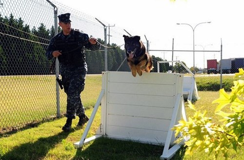 Sau khi khóa huấn luyện gian khổ suốt 6 tháng, chúng được đưa vào chiến đấu và cứ mỗi cuối tuần chú chó lại được huấn luyện 8 tiếng để “không quên bài”.