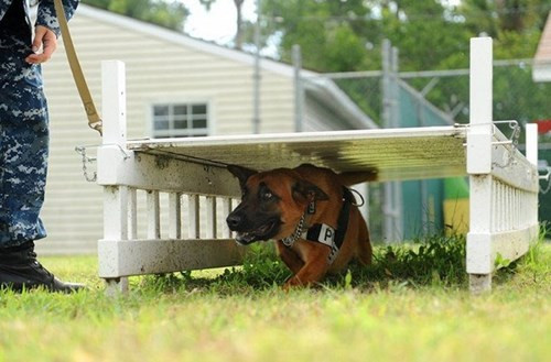 Giữa các nhiệm vụ, chó và người chỉ huy luôn tập luyện với nhau để sẵn sàng phối hợp ăn ý cho mọi thử thách.