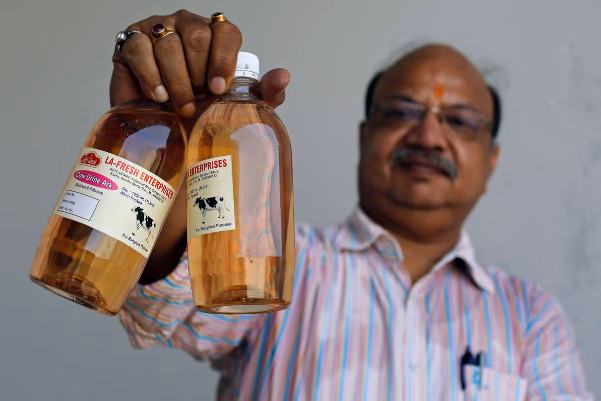Những người chế biến thuốc y học cổ truyền ở Ấn Độ khẳng định nước tiểu (hay "gomutra" theo tiếng địa phương) của bò chứa những chất có khả năng trị bệnh và mang lại nhiều lợi ích cho sức khỏe.
