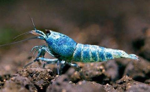 Những năm gần đây, dân chơi Hà Thành rộ lên thú chơi tép cảnh. Tép cảnh có nhiều loại như cherry đỏ, ong, mũi đỏ, chấm trắng, xanh lá,... Mỗi chú tép thủy sinh chỉ nhỉnh hơn đầu que tăm có giá lên tới hàng trăm nghìn đồng. Thậm chí, có con có giá cả nghìn USD. Giá của những loại tép thủy sinh thuộc hàng "vip" như kinh kong, tép cọp... mỗi con cũng lên tới hàng nghìn USD. Ảnh: Một chú tép king kong có khả năng biến đổi màu, giá lên tới cả nghìn đô.