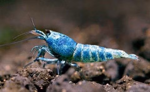 Những năm gần đây, dân chơi Hà Thành rộ lên thú chơi tép cảnh. Tép cảnh có nhiều loại như cherry đỏ, ong, mũi đỏ, chấm trắng, xanh lá,... Mỗi chú tép thủy sinh chỉ nhỉnh hơn đầu que tăm có giá lên tới hàng trăm nghìn đồng. Thậm chí, có con có giá cả nghìn USD. Giá của những loại tép thủy sinh thuộc hàng "vip" như kinh kong, tép cọp... mỗi con cũng lên tới hàng nghìn USD. Ảnh: Một chú tép king kong có khả năng biến đổi màu, giá lên tới cả nghìn đô.