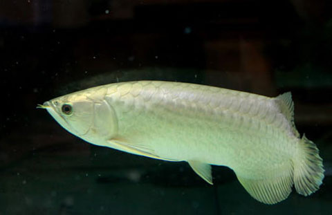 Anh Chính Ngọc ở Nguyễn Văn Cừ, Long Biên, Hà Nội là người nổi tiếng trong giới chơi cá rồng đất Hà thành. Anh Ngọc sở hữu một bộ sưu tập cá rồng gồm 12 con huyết long giá khoảng 2000 USD/con, 2 con quá bối đầu vàng và 1 con platinum màu thép trắng khi mới mua về đã có giá 10.000 USD. Số cá này nuôi trong 3 chiếc bể lớn đặt tại phòng khách, được đầu tư khá công phu với số tiền hàng trăm triệu đồng.