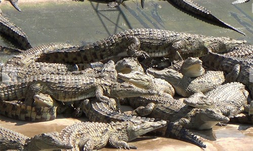 Những công nhân làm việc tại trang trại cá sấu cho biết, họ dùng súng chuyên dụng để bắn vào đầu cá sấu, rồi cưa những dãy gai trên lưng và dùng dao để cắt ngang cổ con vật. Trong hình là cảnh những con cá sấu bị dồn vào một góc chật chội để chờ đem đi xẻ thịt, lột da.